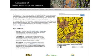 
                            6. Consortium of North American Lichen Herbaria