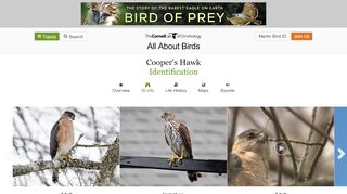 
                            8. Cooper's Hawk Identification, All About Birds, Cornell Lab ...