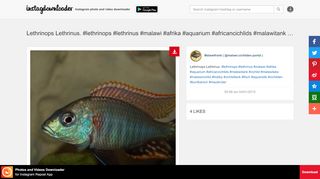 
                            8. Lethrinops Lethrinus. #lethrinops #lethrinus #malawi #afrika ...