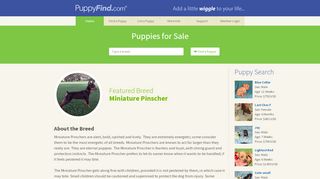 
                            1. PuppyFind | Puppies for Sale