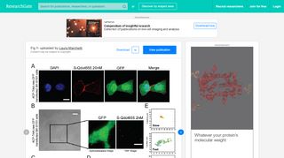 
                            9. Selective labelling of membrane-localized ACPTrkA receptor for SPT ...