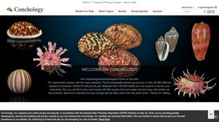 
                            7. Shells For Sale | The Largest Official Seashells Website ...