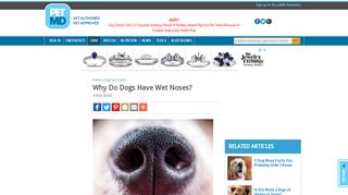 
                            4. Why Do Dogs Have Wet Noses? | petMD