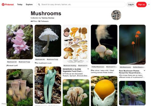 
                            9. 44 Best Mushrooms images | Fungi, Mushrooms, Mushroom fungi