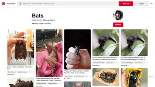 
                            13. 493 best Bats images on Pinterest | Bats, Bat flying and Animal kingdom