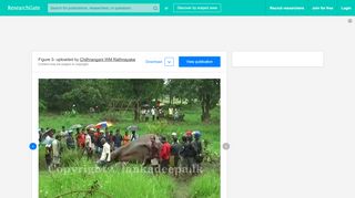 
                            9. 8 Elephant death in a paddy field Source:... | Download Scientific ...
