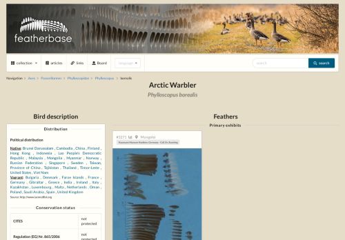 
                            7. Arctic Warbler (Phylloscopus borealis) - Feathers on featherbase.info