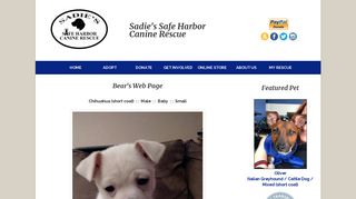 
                            11. Bear's Web Page - Sadie's Safe Harbor Canine Rescue