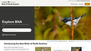 
                            11. Birds of North America Online: Explore