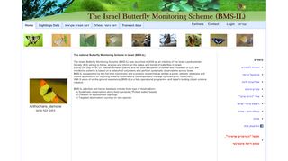 
                            7. BMS-IL, Israel Butterfly Monitoring Scheme - תוכנית לאומית לניטור פרפרים ...