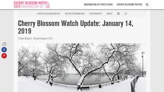 
                            9. Cherry Blossom Watch Update: January 14, 2019