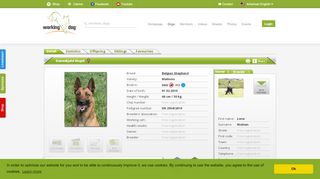 
                            12. Daneskjold Wupti – working-dog