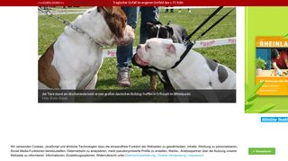 
                            9. Deutscher Bulldog-Club: Schönheit stand im Mittelpunkt | Kölnische ...