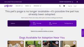 
                            7. Dog for Adoption – Miya, near Sioux City, IA | Petfinder