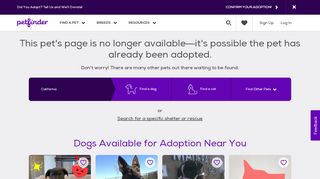 
                            13. Dog for Adoption – NUBI, near Los Angeles, CA | Petfinder
