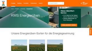 
                            8. Energierüben - Zuckerrübe - Produkte - KWS SAAT SE