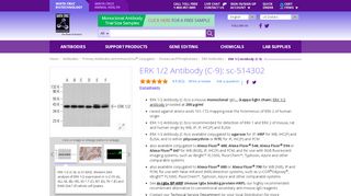 
                            10. ERK 1/2 Antibody (C-9) | SCBT - Santa Cruz Biotechnology