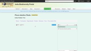 
                            7. Ficus elastica Roxb. | Species | India Biodiversity Portal