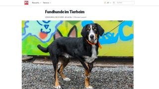 
                            10. Fundhundeim Tierheim - Vorarlberger Nachrichten | VN.AT