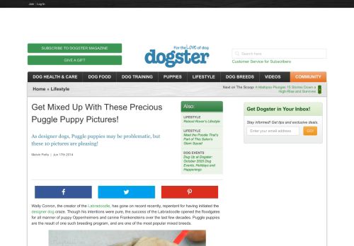 
                            7. Get Mixed Up With These Precious Puggle Puppy Pictures! - Dogster