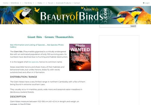 
                            8. Giant Ibis - Genus: Thaumatibis | Beauty of Birds