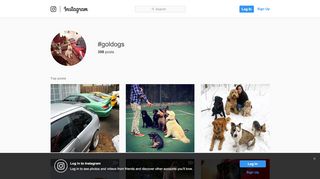 
                            9. #goldogs hashtag on Instagram • Photos and Videos