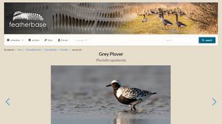 
                            13. Grey Plover (Pluvialis squatarola) - Feathers on featherbase.info