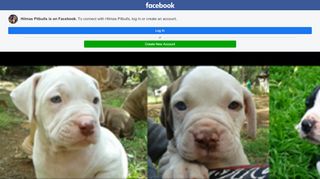 
                            13. Hilmas Pitbulls - Facebook