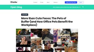 
                            13. How Office Pets Benefit the Workplace (And The Pets of Buffer!)