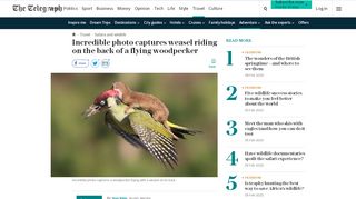 
                            11. Incredible photo captures weasel riding on the back of a flying ...