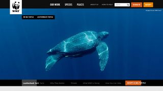 
                            12. Leatherback Turtle | Sea Turtles | Species | WWF