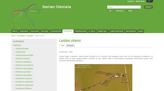 
                            13. Lestes virens | Iberian Odonata