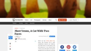 
                            9. Meet Venus, A Cat With Two Faces | Bored Panda