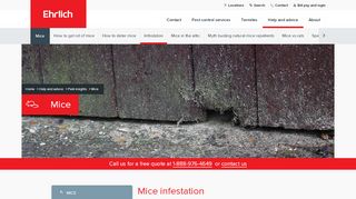 
                            10. Mice Infestation | Ehrlich Pest Control