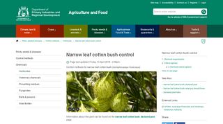 
                            8. Narrow leaf cotton bush control | Agriculture and Food
