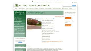 
                            7. Nerium oleander - Plant Finder - Missouri Botanical Garden