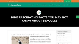 
                            10. Nine Fascinating Facts You May Not Know About Seagulls - Sonoran ...