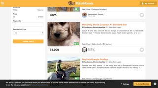 
                            2. Pets for sale in Login | Pets4Homes