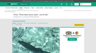 
                            9. Photo taken above water - one fin fish - Fihalhohi Island Resort ...