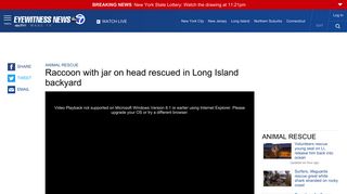 
                            5. Raccoon with jar on head rescued in Centereach, Long Island ...