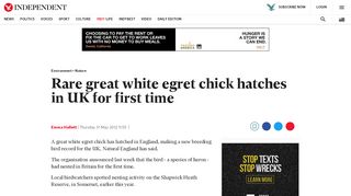 
                            11. Rare great white egret chick hatches in UK for first time | The ...