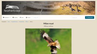 
                            13. Red Kite (Milvus milvus) - Feathers on featherbase.info