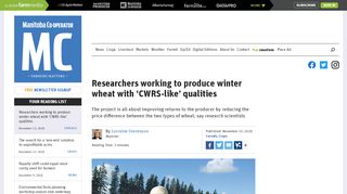 
                            8. Researchers working to produce winter wheat with 'CWRS-like ...