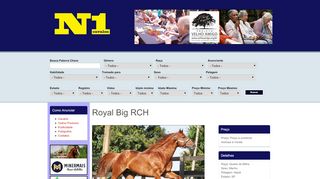 
                            13. Royal Big RCH | N1Cavalos
