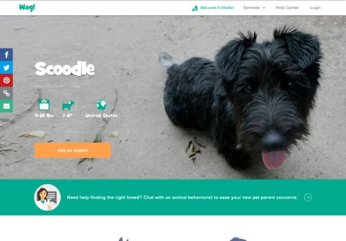 
                            12. Scoodle | Dog Breed Facts and Information - Wag! Dog Walking