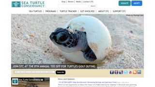 
                            13. Sea Turtle Conservancy – Helping Sea Turtles Survive Since 1959