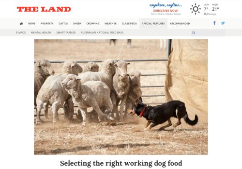 
                            11. Selecting the right working dog food | The Land