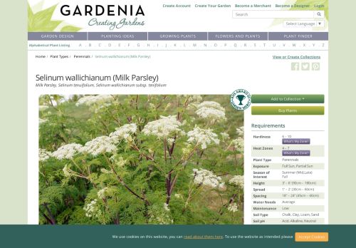 
                            12. Selinum wallichianum (Wallich Milk Parsley) - Gardenia.net