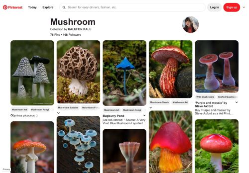 
                            10. The most popular Mushroom ideas are on Pinterest | Mushroom fungi ...