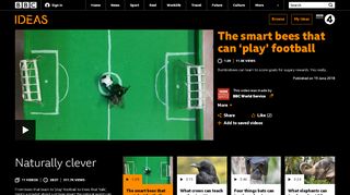 
                            13. The smart bees that can 'play' football - BBC Ideas